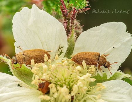 擬吸木蟲 Byturus tomentosus 