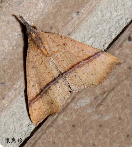 Hypena strigatus