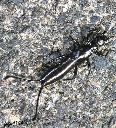 Timomenus sp.