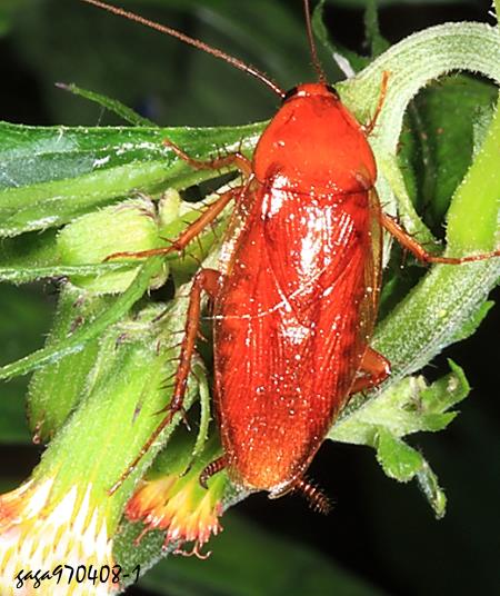 巨大森蠊 Centrocolumna gigas