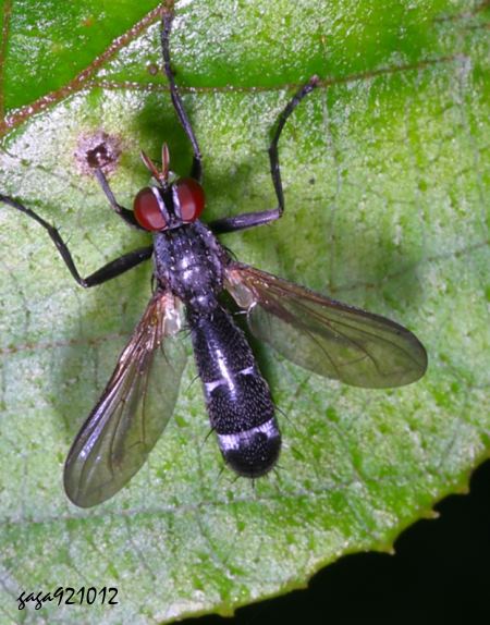 寄生蠅 Cordyligaster sp.