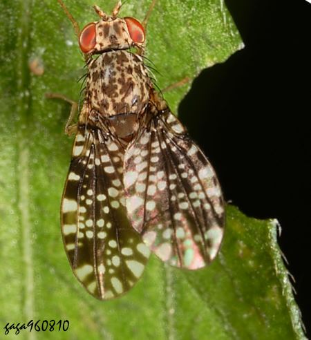 Homoneura picta
