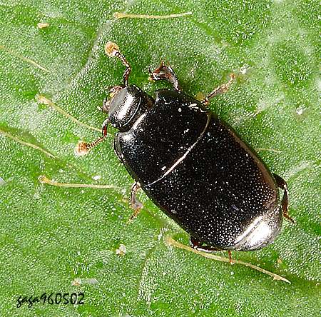 Platylomalus  aequalis