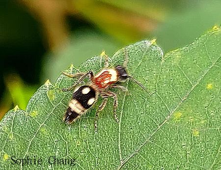 Ƹ Smicromyrme sp.