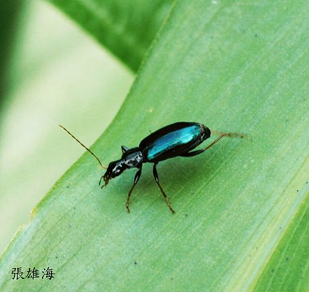 B Lebia viridis