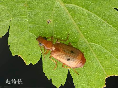 eEB Parena sp.  