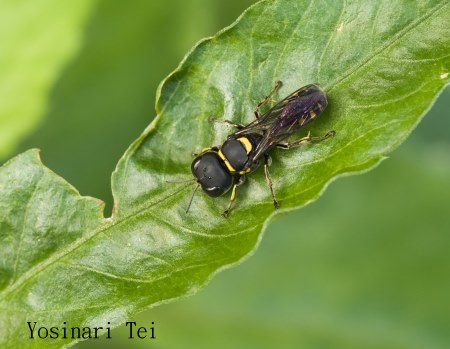 ά`d Dasyproctus jungi 