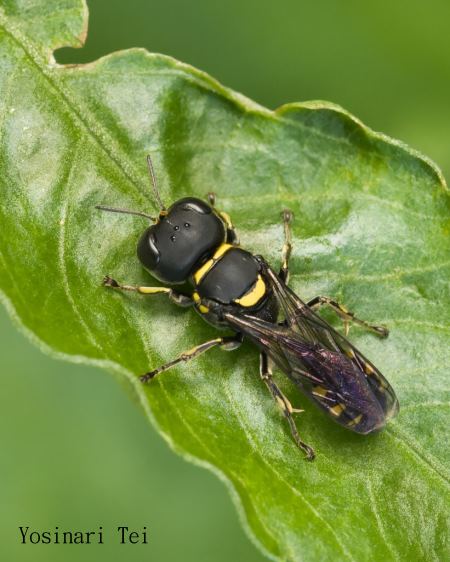 Dasyproctus jungi 