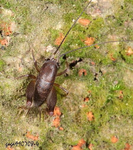  Rhaphidophora taiwana 