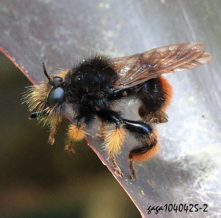  Laphria  sp.