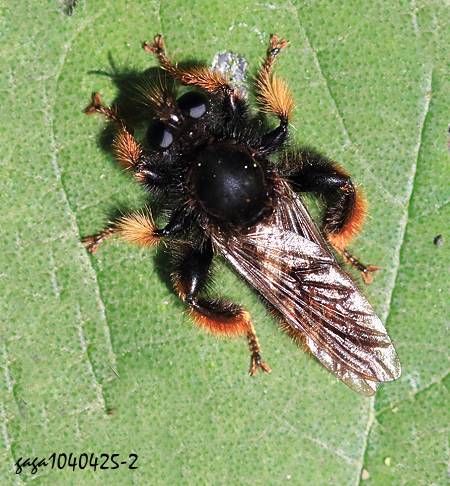 έj Laphria  sp. 