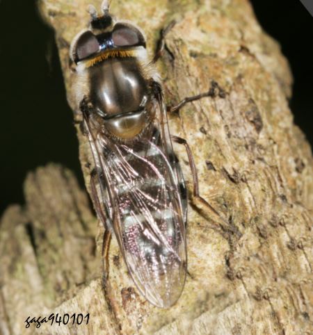 Betasyrphus serarius 