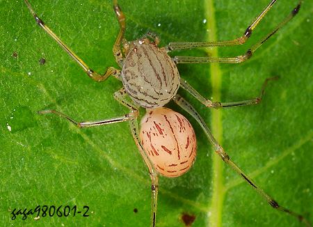 Scytodes pallida