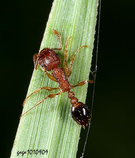 Ka Tetramorium bicarinatum