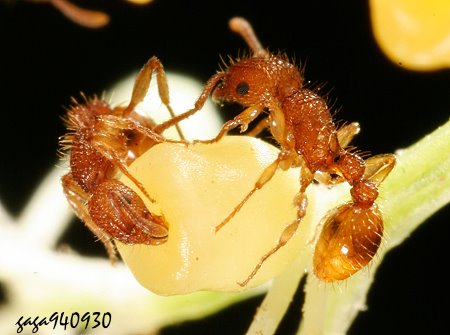 Tetramorium lanuginosum