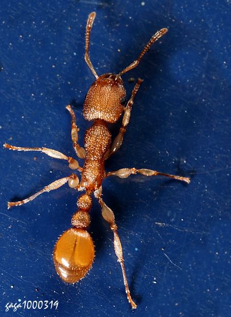 Paratopula ceylonica 