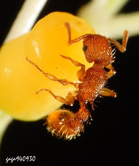 Ka Tetramorium lanuginosum