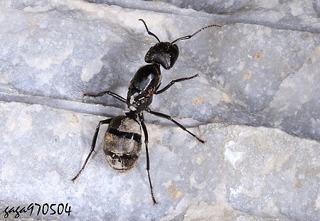 饻s Formica japonica