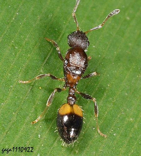 ݮa Temnothorax sp.  