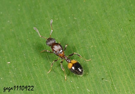 ݮa Temnothorax sp.  
