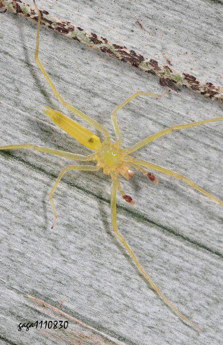 Matidia spatulata