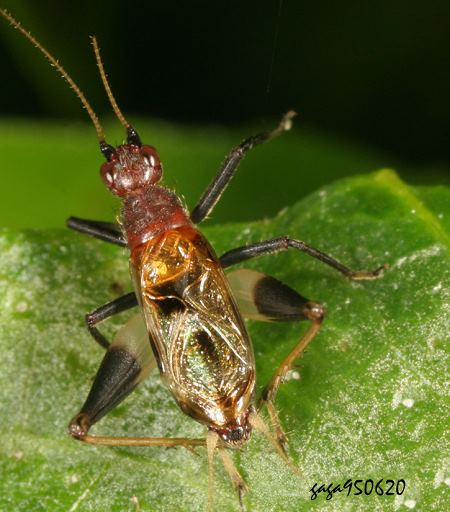  Homoeoxipha nigripes
