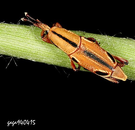 Sphenocorynes kosempoensis 