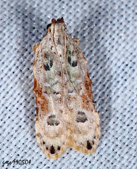 Tituacia gracilis 