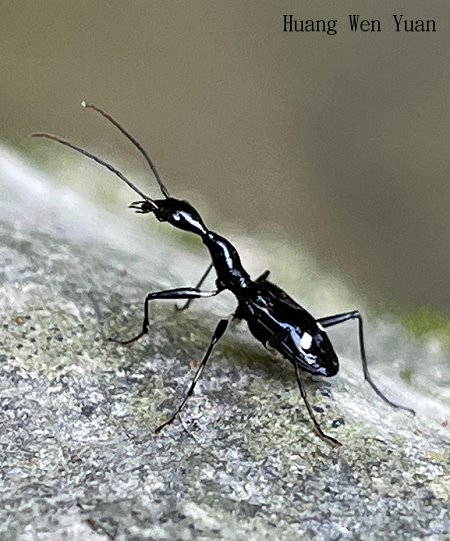  Mimocolliuris pilifera