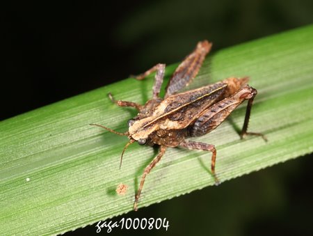 K Tetrix  sp.