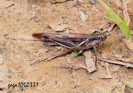 ¯L Stenocatantops nigrovittatus 