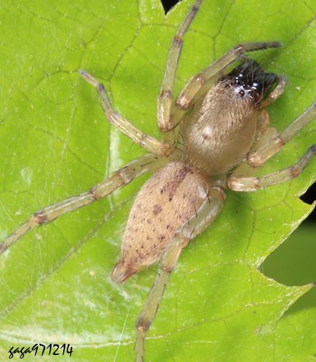 Clubiona deletrix