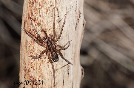  T Pirata sp. 