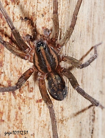  T Pirata sp. 