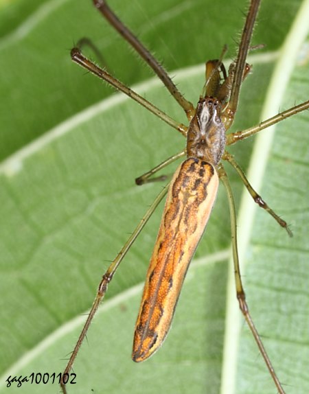 j} Tetragnatha mandibulata 