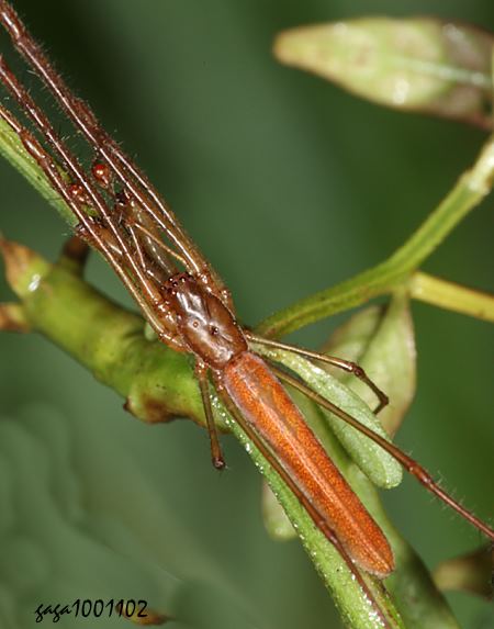  Tetragnatha mandibulata 