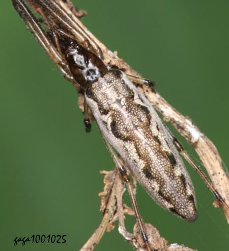 Tetragnatha nitens