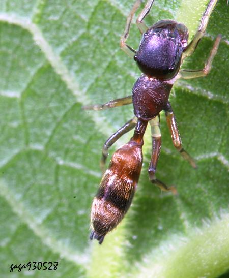 Myrmarachne elongata 