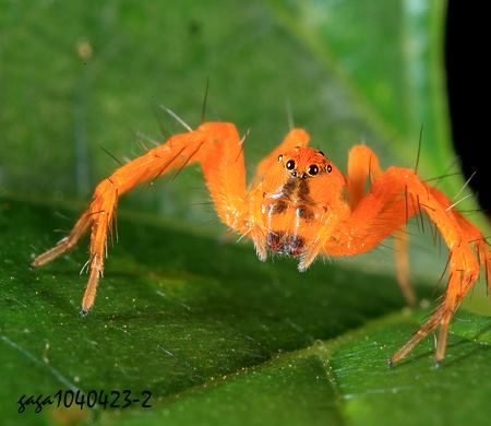 Hamataliwa sp. 