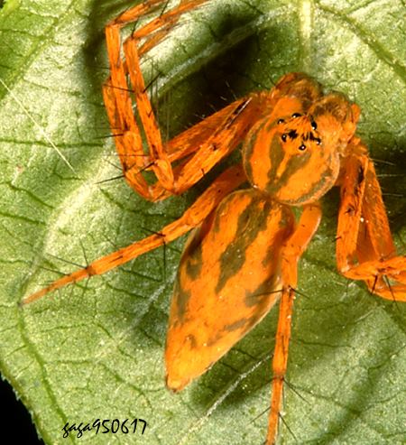  ثnߵ Hamataliwa labialis