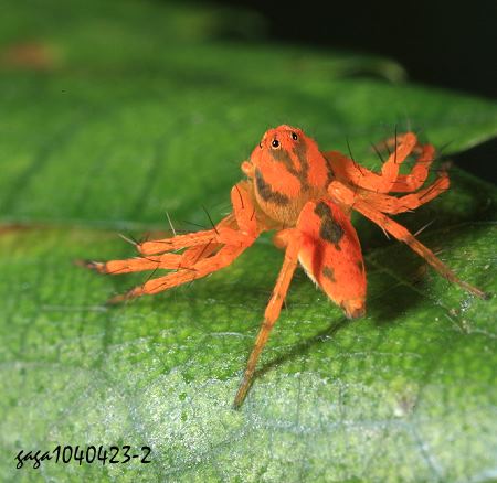 Hamataliwa sp. 