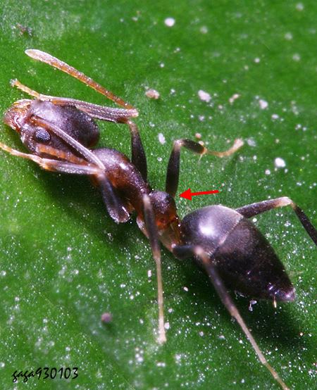 Iridomyrmex anceps