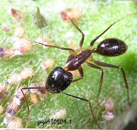  Campontus albosparsus