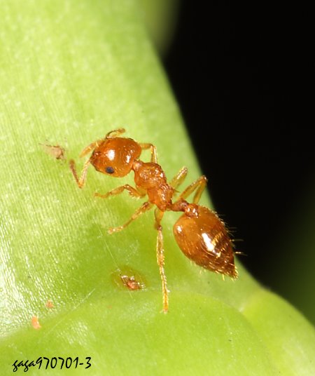 Crematogaster biroi  . 