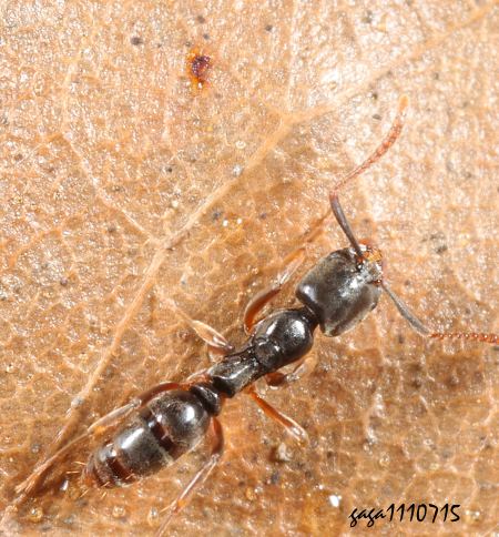 Pachycondyla luteipes