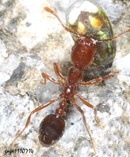 Monomorium  sp.  