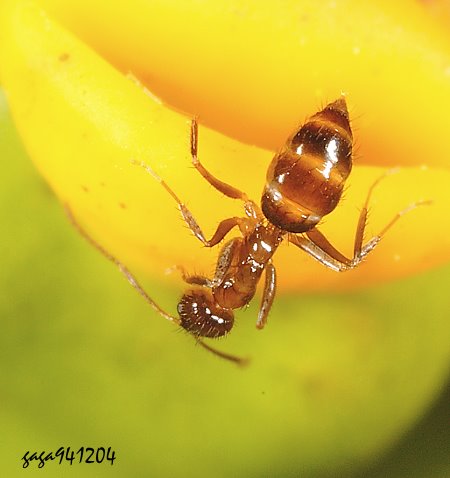 Paratrechina amia 