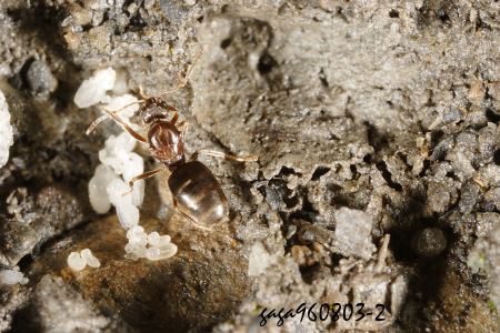  Nylanderia sp.