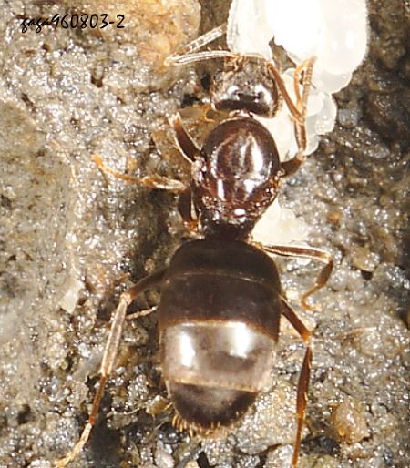 Formicinae
