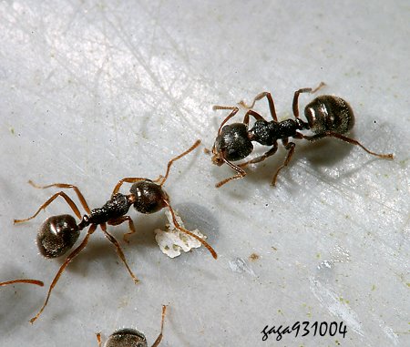Dolichoderus bituberculatus